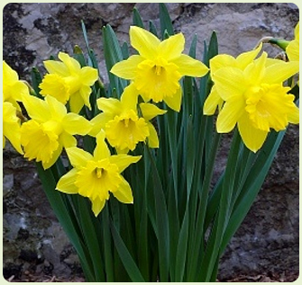 Daffodils Days